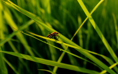 a Spilostethus saxatilis attached to a rice leaf. bug life
