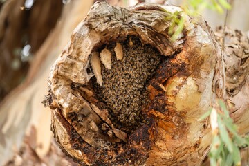 bee hive in a red gum tree hollow on a farm in australia. native bee hive with honey
