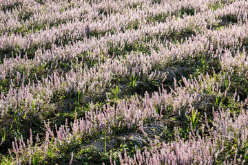 pink purple mesona flowers