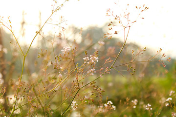 selective focus Light fresh bloom twigs. close up of white flowers. 