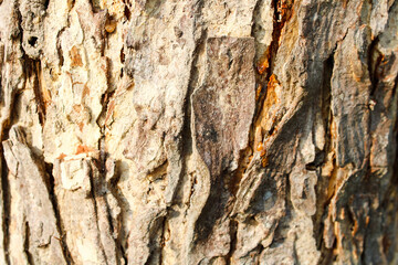 barn texture. wooden pattern