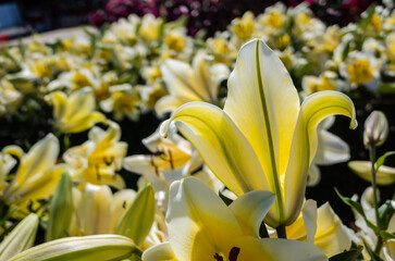 yellow beauty lily flowers
