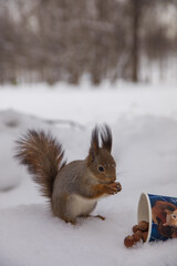 Beautiful squirrel in winter in a snowy park