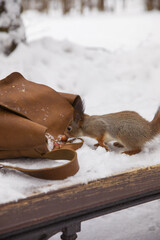Beautiful squirrel in winter in a snowy park