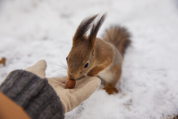 Beautiful squirrel in winter in a snowy park