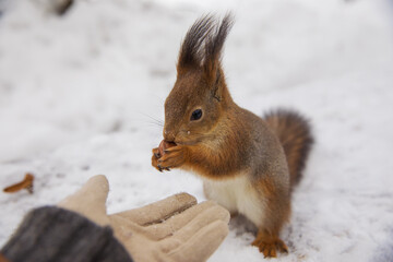 Beautiful squirrel in winter in a snowy park