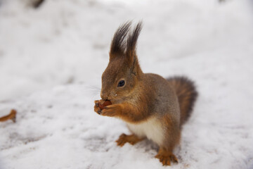 Naklejka na ściany i meble Beautiful squirrel in winter in a snowy park