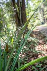 Stick insect or Phasmatodea or or Giant prickly stick insect clings to branches, hiding from natural enemies.