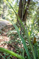 Stick insect or Phasmatodea or or Giant prickly stick insect clings to branches, hiding from natural enemies.