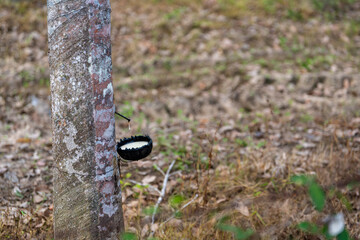 Rubber plantations farmers of southern Thailand, Rubber tree with fresh latex rubber drop in cup.