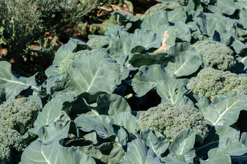 landscape of green cabbage