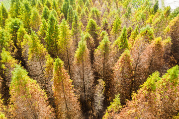 drone view of yellow larch tree