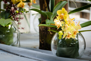 Naklejka na ściany i meble yellow lily flowers