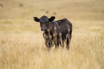 beef meat cow on a farm. herd of cattle in summer