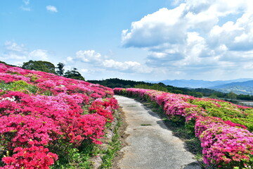 菅無田公園　山口　ツツジ