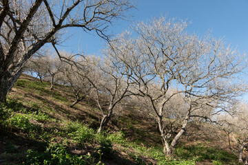 landscape of white plum blossom