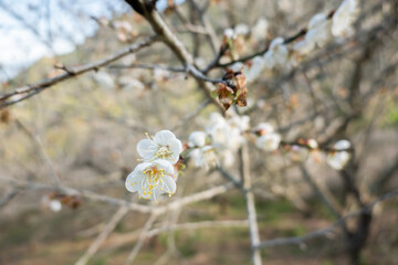 landscape of white plum blossom