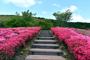 菅無田公園　山口　ツツジ
