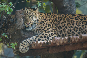 leopard resting beauty