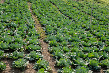 Fototapeta na wymiar landscape of green cabbage farm