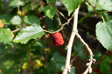 mulberry on the tree