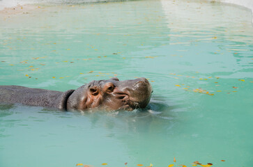 hippopotamus in water