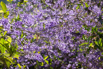 Obraz premium Purple Wreath flowers