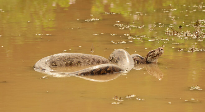 Giant common Indian python in the water