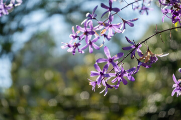 Purple Wreath flowers