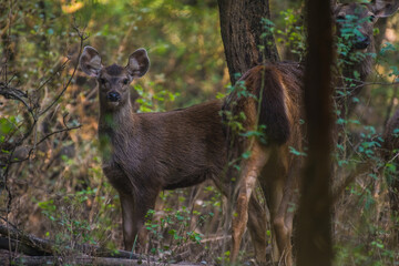 sambar deer cub in the woods