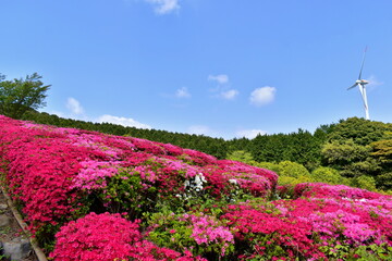 菅無田公園　山口　ツツジ

