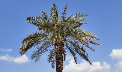Tall Phoenix Dactylifera or date palm tree trunk top head with green leaves isolated on hot summer blue sky background. Dates palmtree cultivation business in gulf concept. Closeup view.
