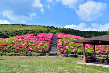 菅無田公園　山口　ツツジ
