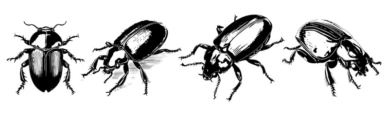 black and white sketch of  beetle  - obrazy, fototapety, plakaty