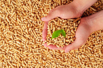 Human hands holding wooden pellets biofuel studio shot