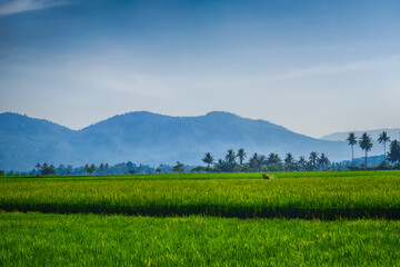 beautiful green rice or paddy field with mountains and blue sky