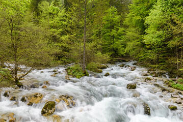 spring forest with a waterfall stream in cloudy weather. Spring natural landscape