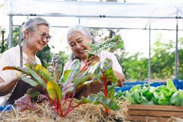Obraz premium Senior asian woman harvest Swiss Chard in garden.Health and well being concept.Working Together: