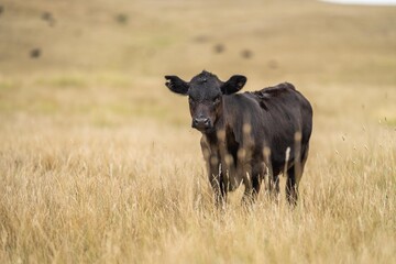 Cows in a field, Stud Beef bulls, cow and cattle grazing on grass in a field, in Australia. breeds...