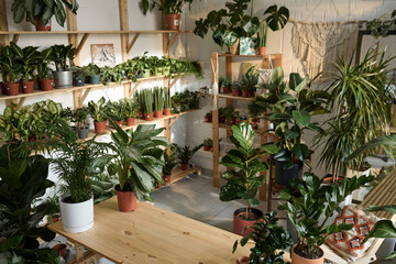 Fototapeta na wymiar Wide shot of plant store interior with wide selection of potted greenery displayed on shelves