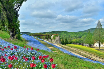岡山　ネモフィラ　チューリップ　おかやまフォレストパーク　ドイツの森