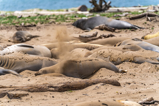 Colony of elephant seals on a beach in California, Año Nuevo State Park, California