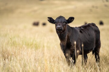 cow portrait in a field on a farm herd of cows