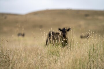 cow portrait in a field on a farm in summer