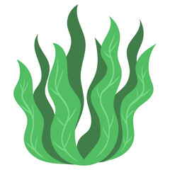 Seaweed vector illustration
