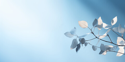 Light blue minimalistic background with a tree branch. Bright sunlight.