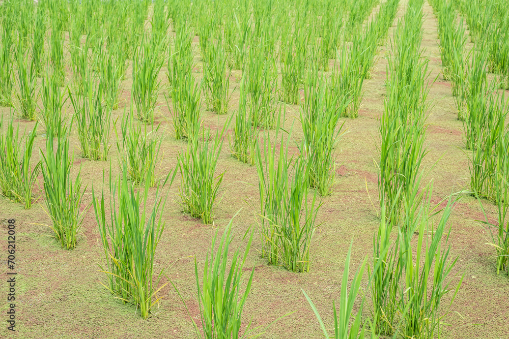 Canvas Prints water bamboo(zizania latifolia) farm