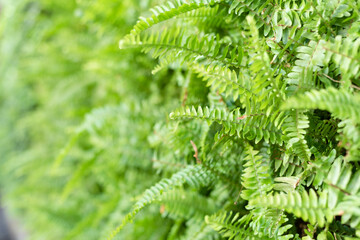 green fern with leaves on the wall
