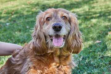 American Cocker Spaniel enjoying a leisurely walk in a green park with his owner