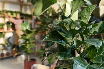 Closeup of leaves of potted houseplant in plant store with racks full of greenery on background